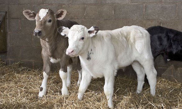 Two calves - one brown, one white - stood on straw facing camera.